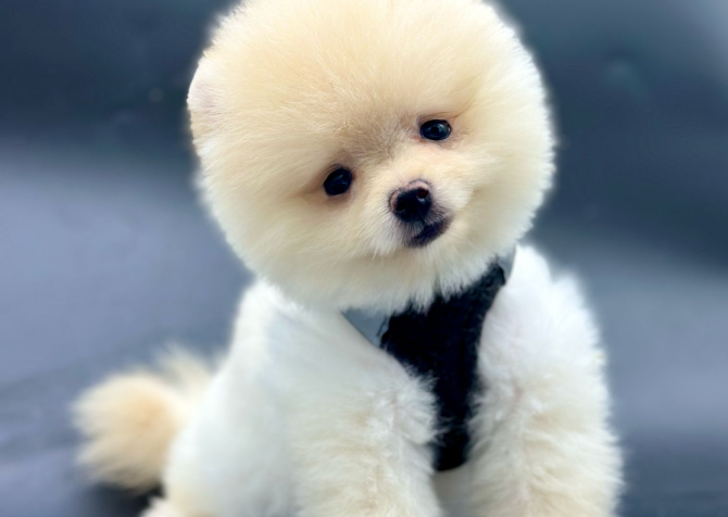 Pomeranian Boo